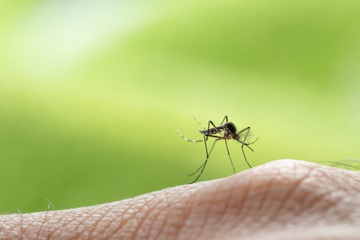 Domowe sposoby na komary – postaw na skuteczną walkę z insektami!