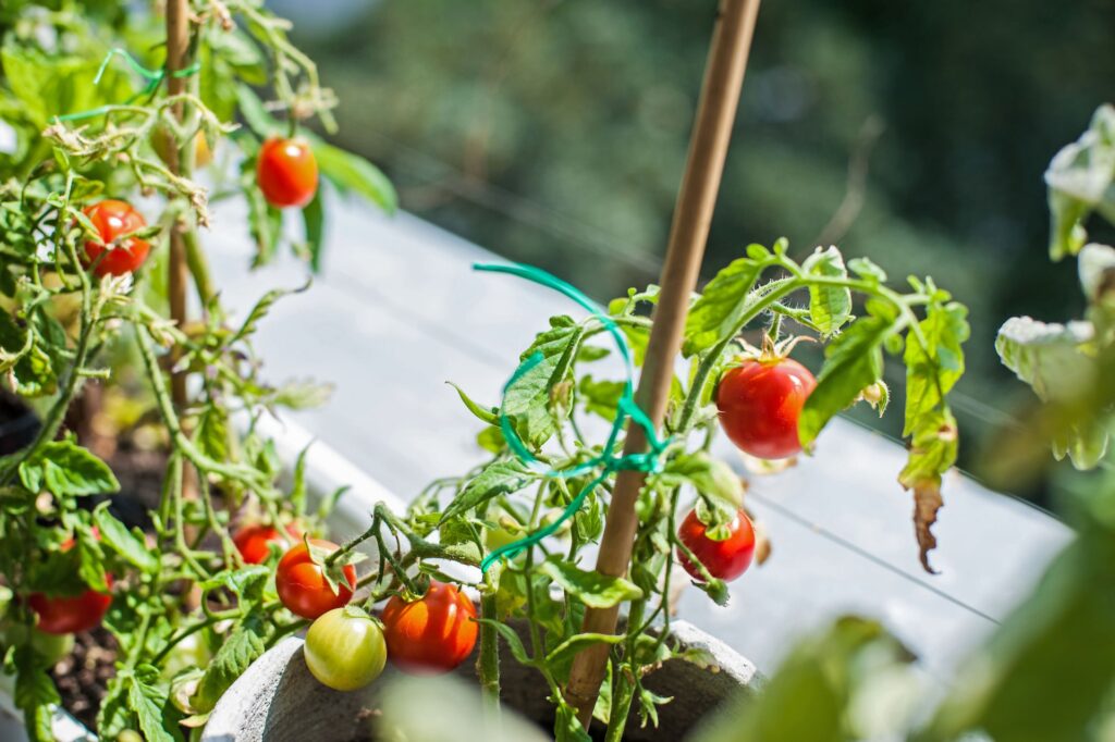 pomidory na balkonie uprawa