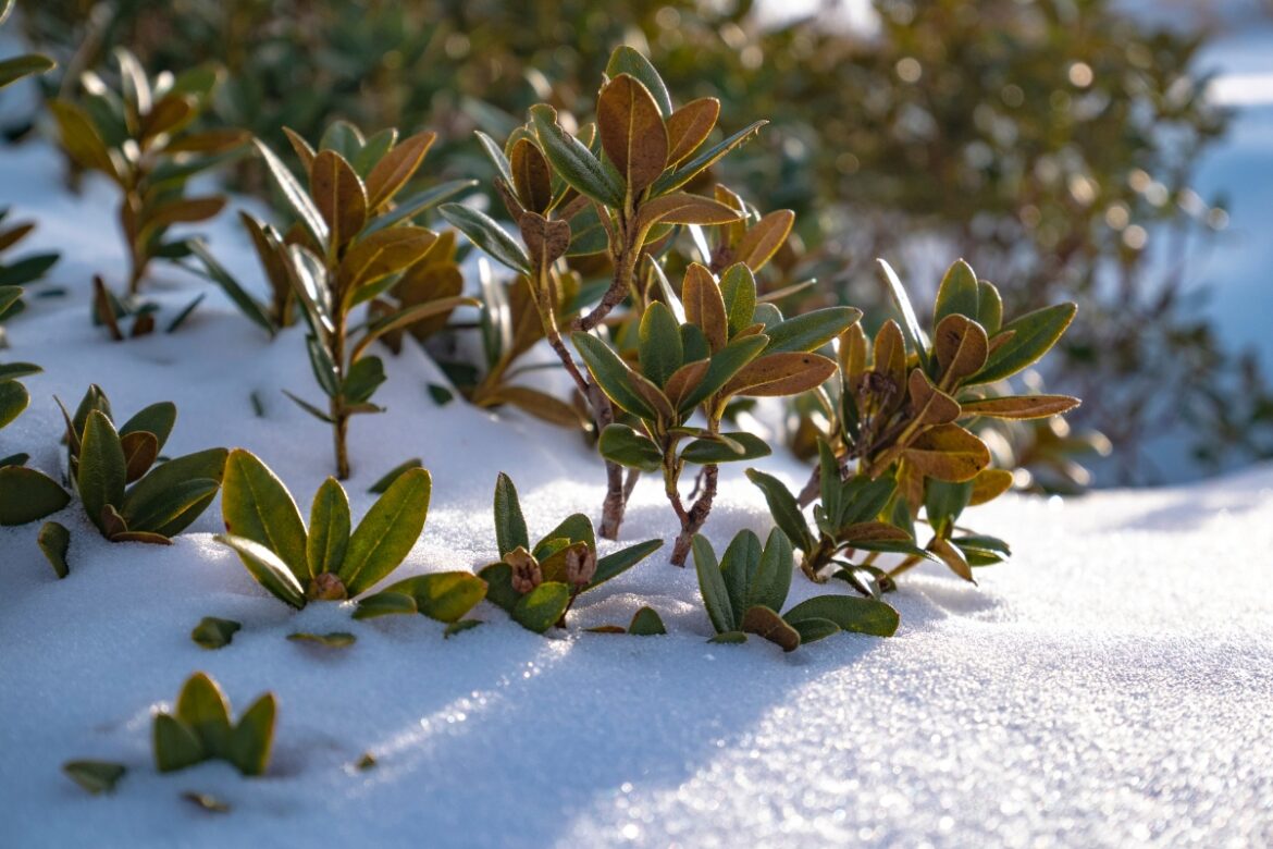 Przygotuj rododendron na zimę! 5 rzeczy, o których musisz pamiętać