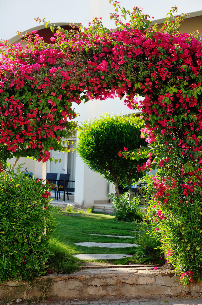 ogród włoski łuk czerwone kwiaty